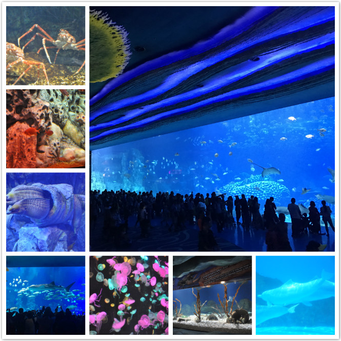 1505987537448706.jpg 6.jpg