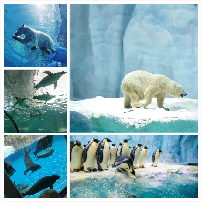 1505987575908609.jpg 8.jpg